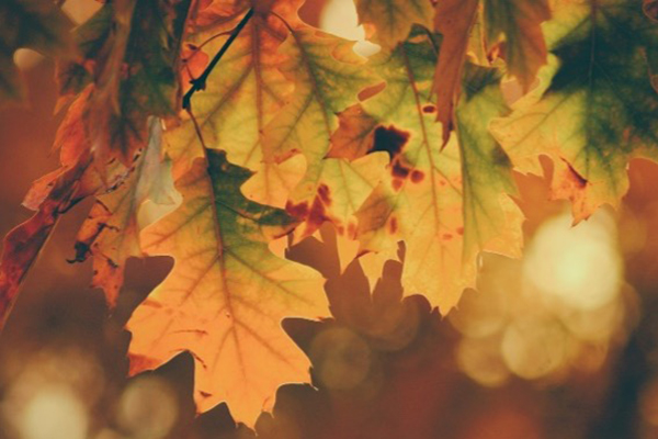 Jeremy Hunt's Autumn statement - 2022